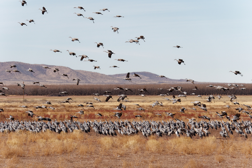 sandhill crane hunting states