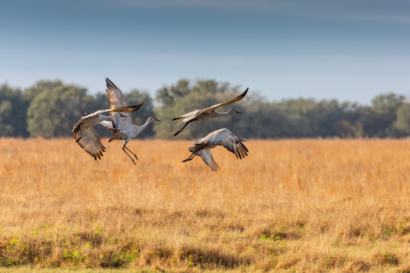 sandhill crane hunting states