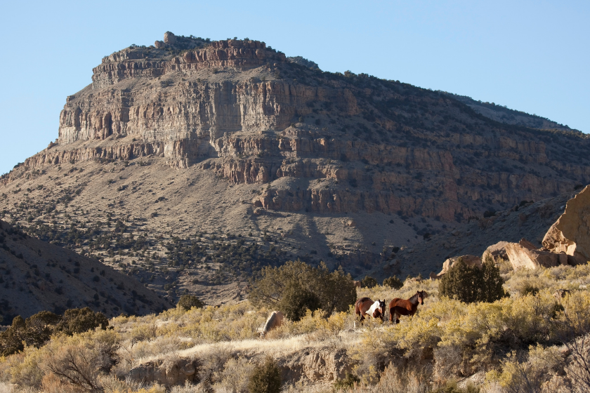 A trio of wild mustang horses wander in desert BLM public lands on the Little Book Cliffs Wild Horse Range near Grand Junction Colorado. About 90 to 150 wild horses roam the area. 