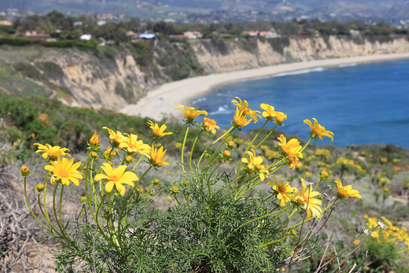 Pacific coast view in Malibu. Point Dume State Beach with Giant Coreopsis (Giant sea dahlia) flowers.