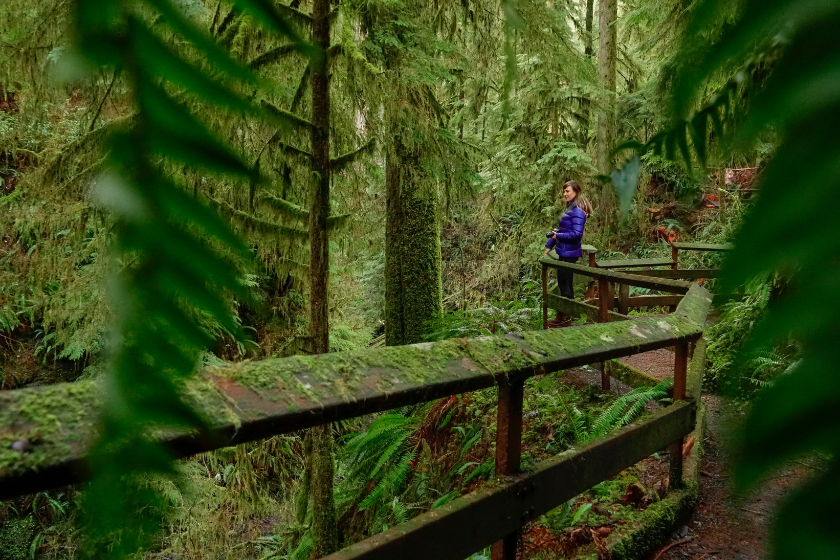 scenic shot of a young female photographer searching for inspiration by looking around the lush rainforest on the olympic peninsula. caucasian girl exploring the sights of hoh rainforest