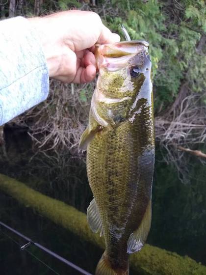 Sight Fishing Bass