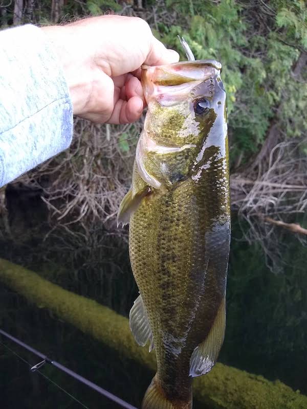 sight fishing bass