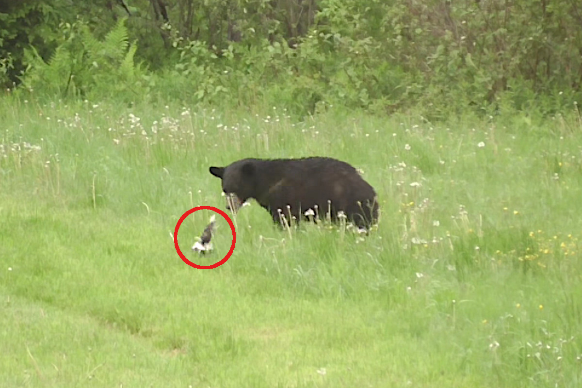 Bear vs Skunk