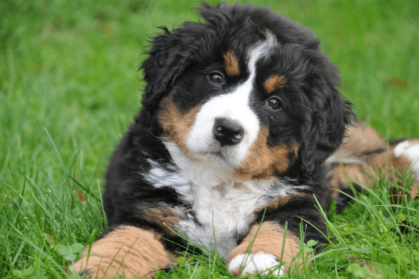 puppy sits in the grass