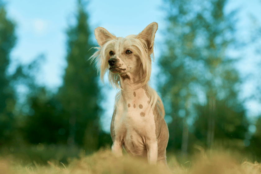 dog stands on a rock