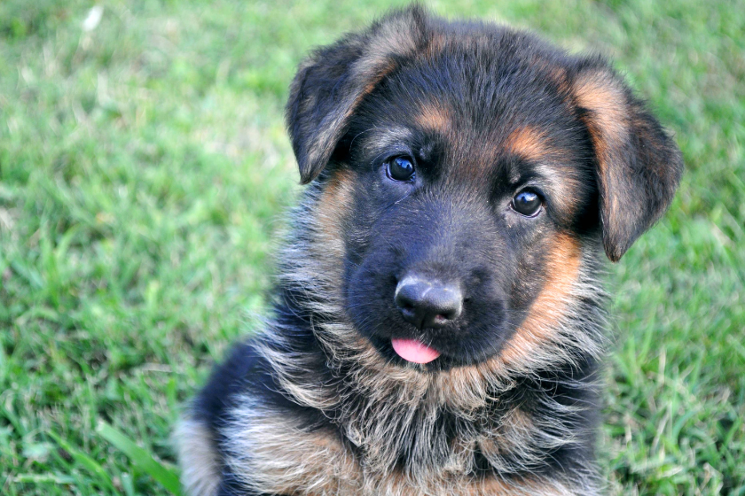 German shepherd puppy sits with tongue out