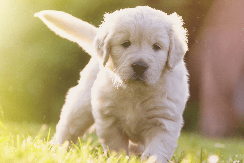 puppy runs through grass