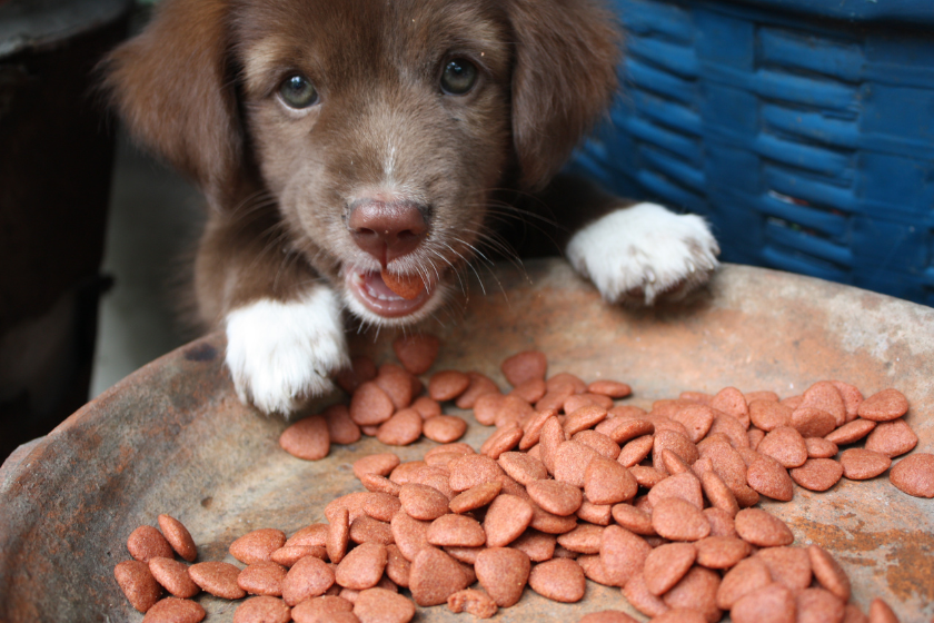 dog poses with puppy food