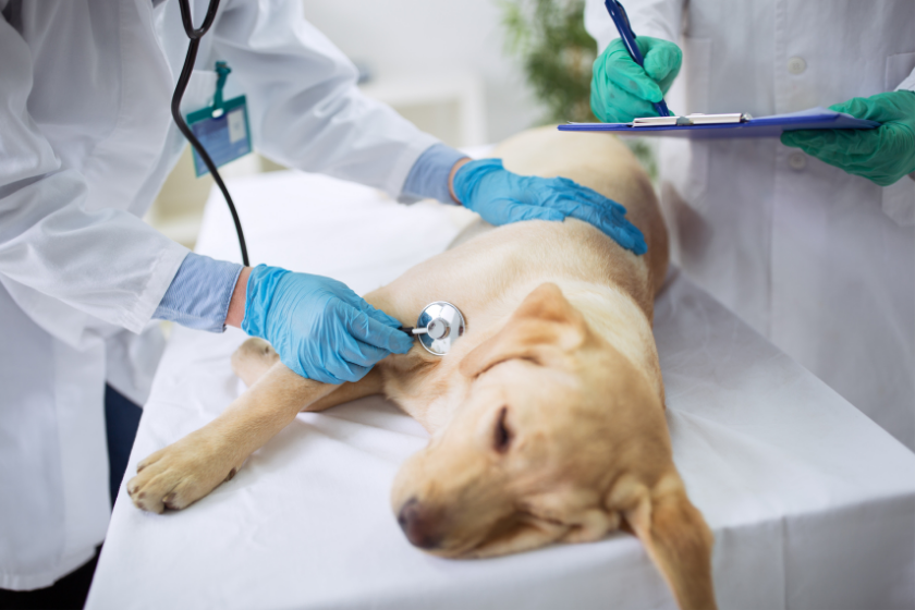 vet listens to dogs heart