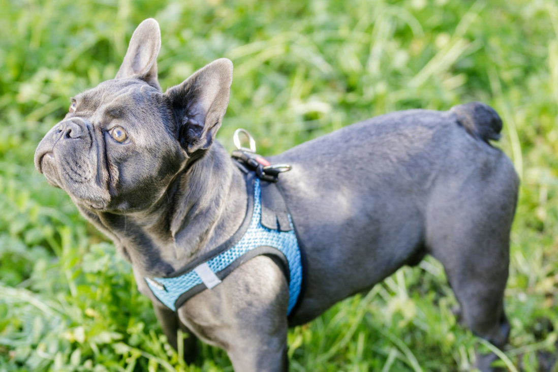 Blue French Bulldog Facts: What To Know About The Rare Breed