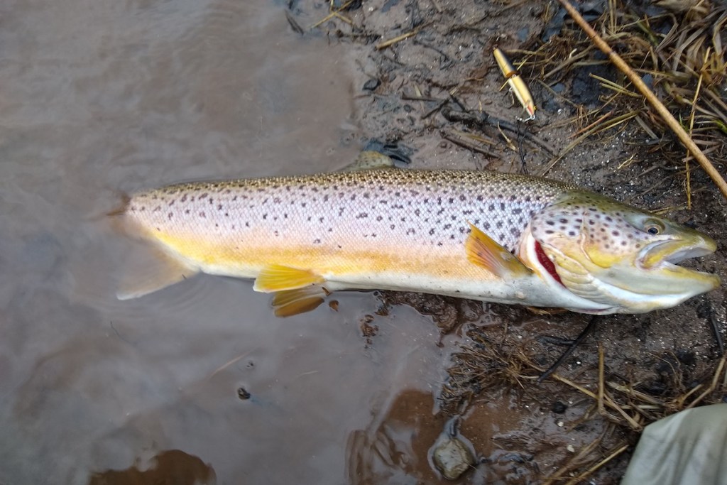Brown trout caught and landed on shore