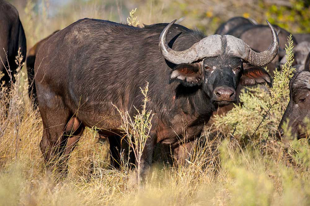 toughest animals to bring down