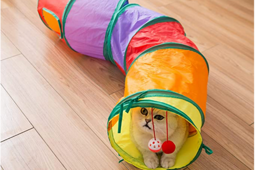 cat sits in a pop-up tunnel