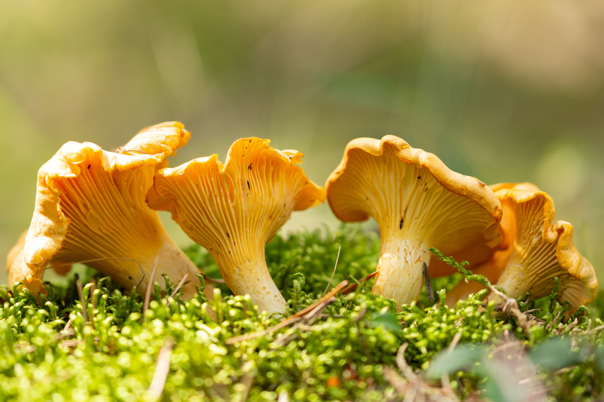 Chanterelles