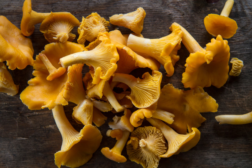 Chanterelles