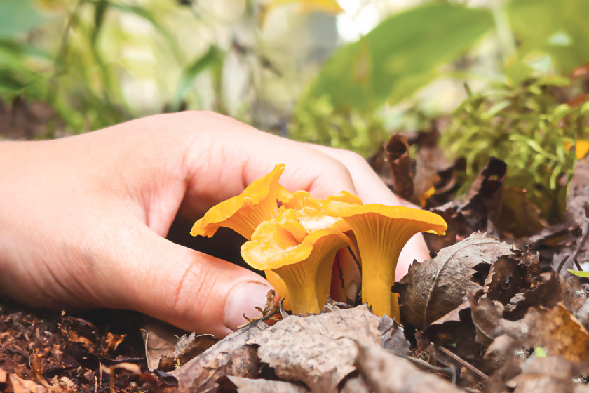 Chanterelles 