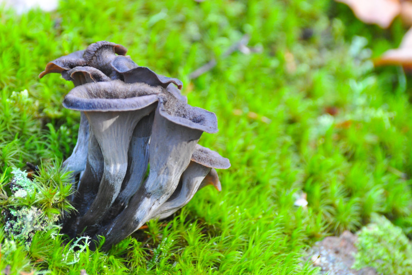 Chanterelles