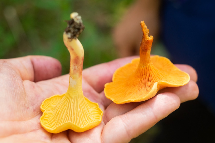 Chanterelles 