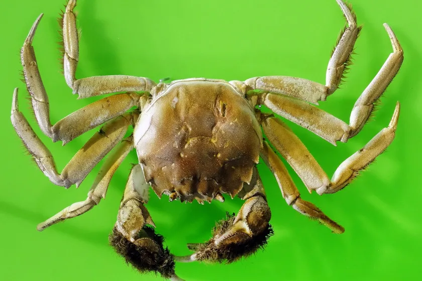 Chinese Mitten Crab