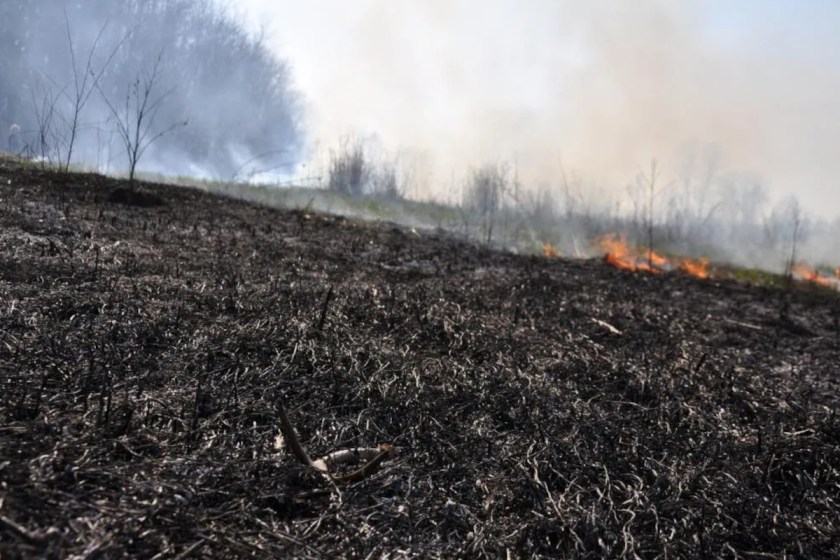 Controlled Burn for Deer