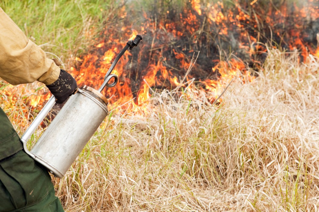 Controlled Burn for Deer