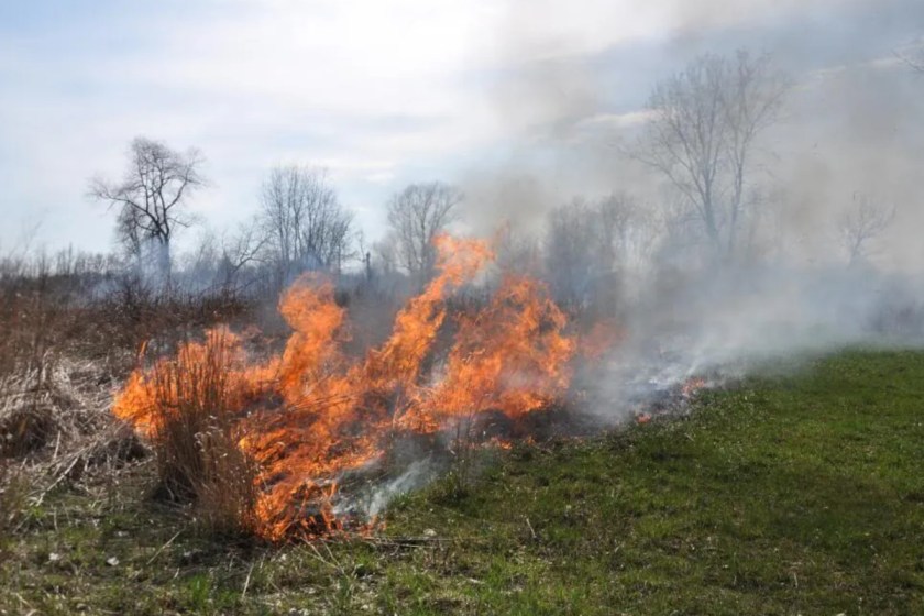 Controlled Burn for Deer