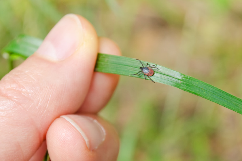 Controlling Ticks