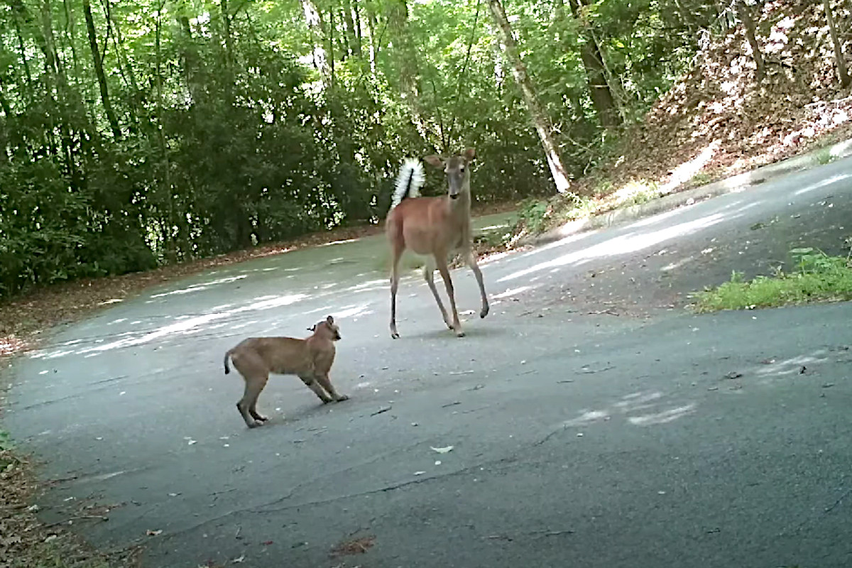 Deer and Bobcat Standoff