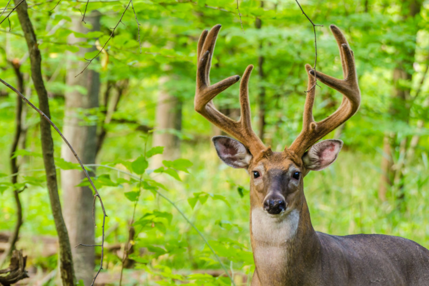 Deer Hunting Road Trip