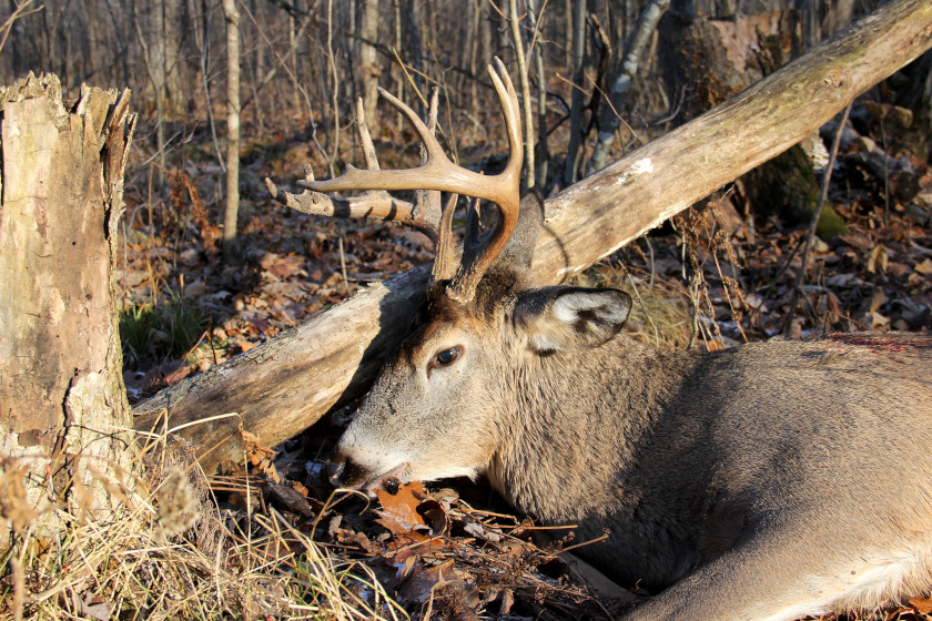 Deer Hunting Road Trip