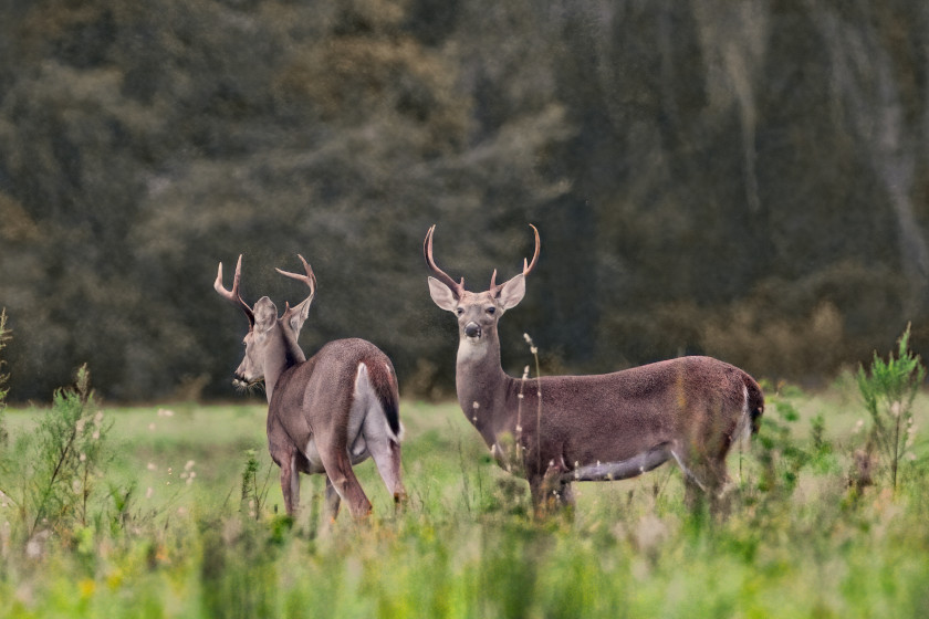 Deer Hunting Road Trip