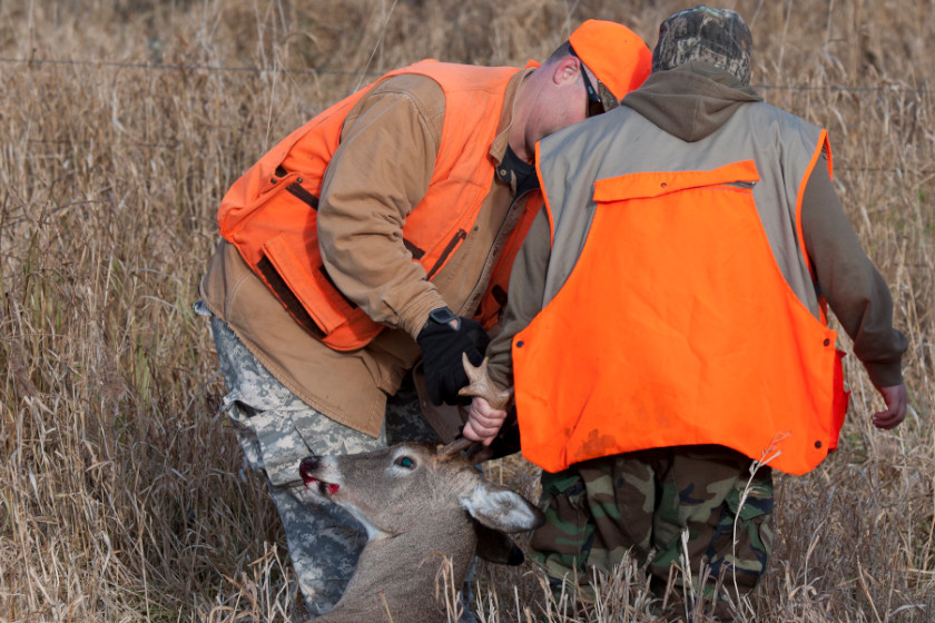 Deer Vision How They See the World According to Science