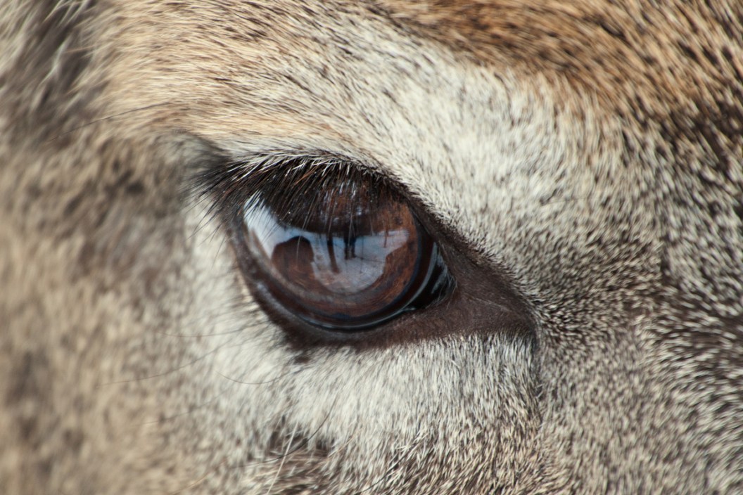 Deer Vision