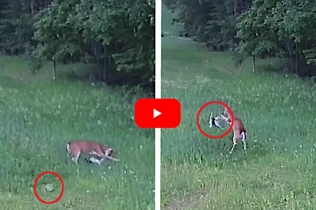 Deer vs Hawk
