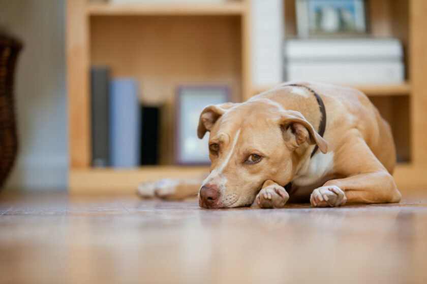 Mixed breed dog looking at the camera.