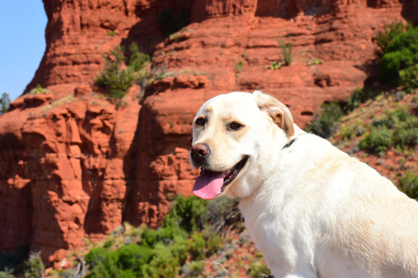 dog in Sedona, Arizona