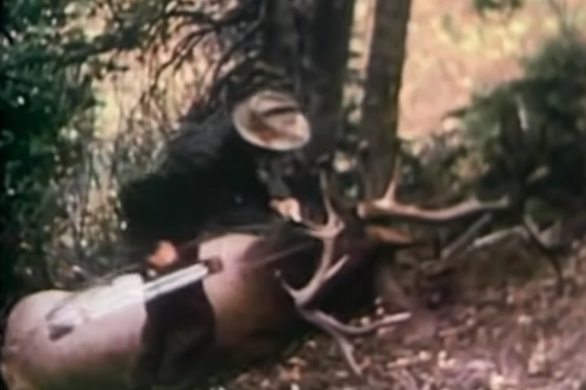 Fred Bear Elk Wyoming