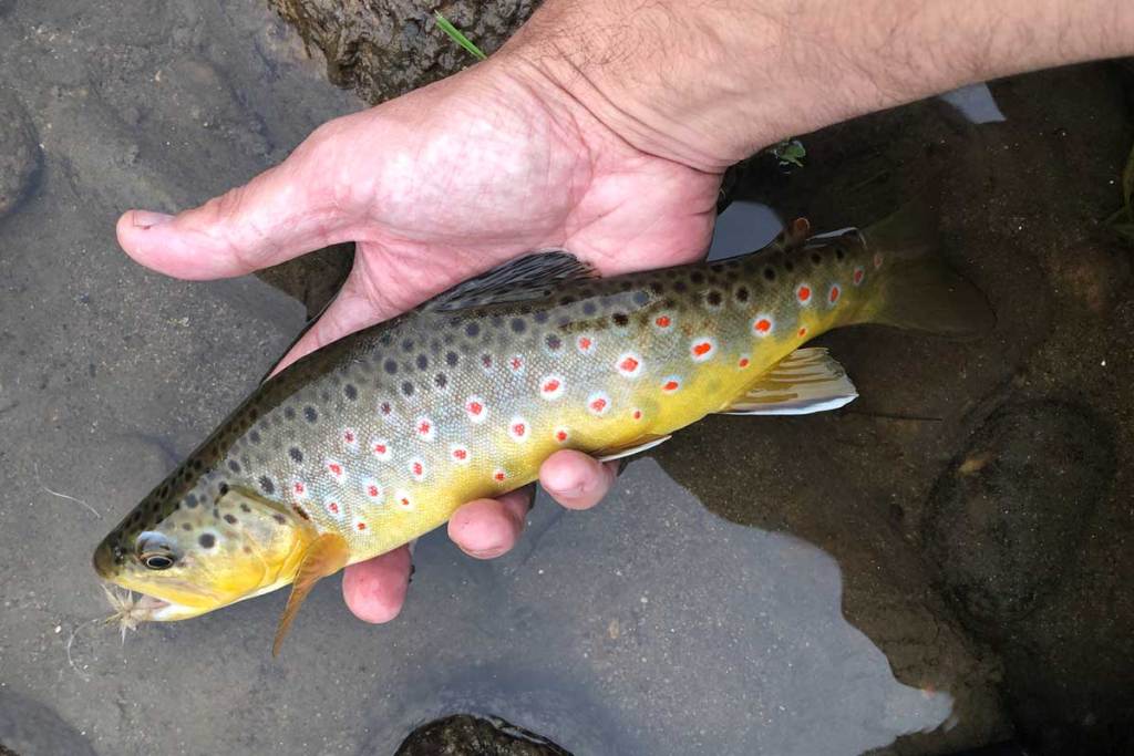 Brown trout held by an angler's hand.
