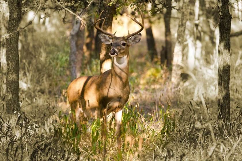 Whitetail buck stands alert in the woods