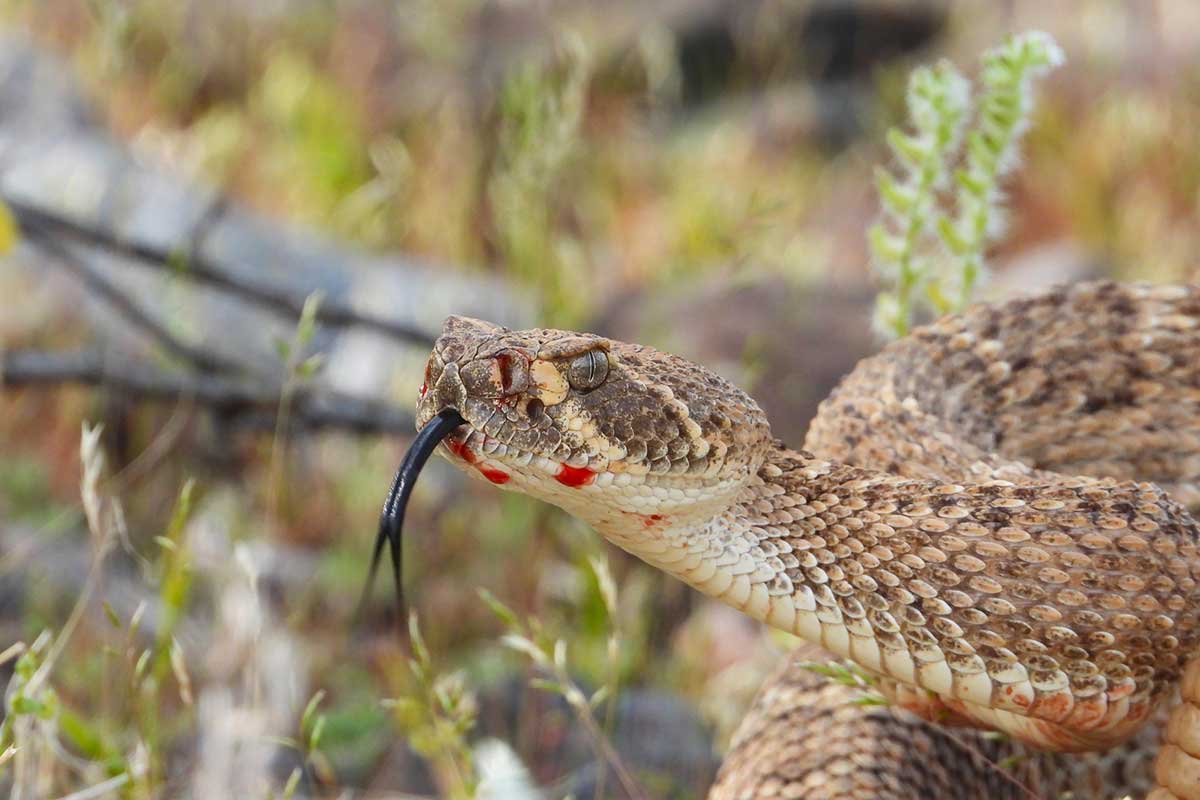 Dangerous Animals In the Southwest