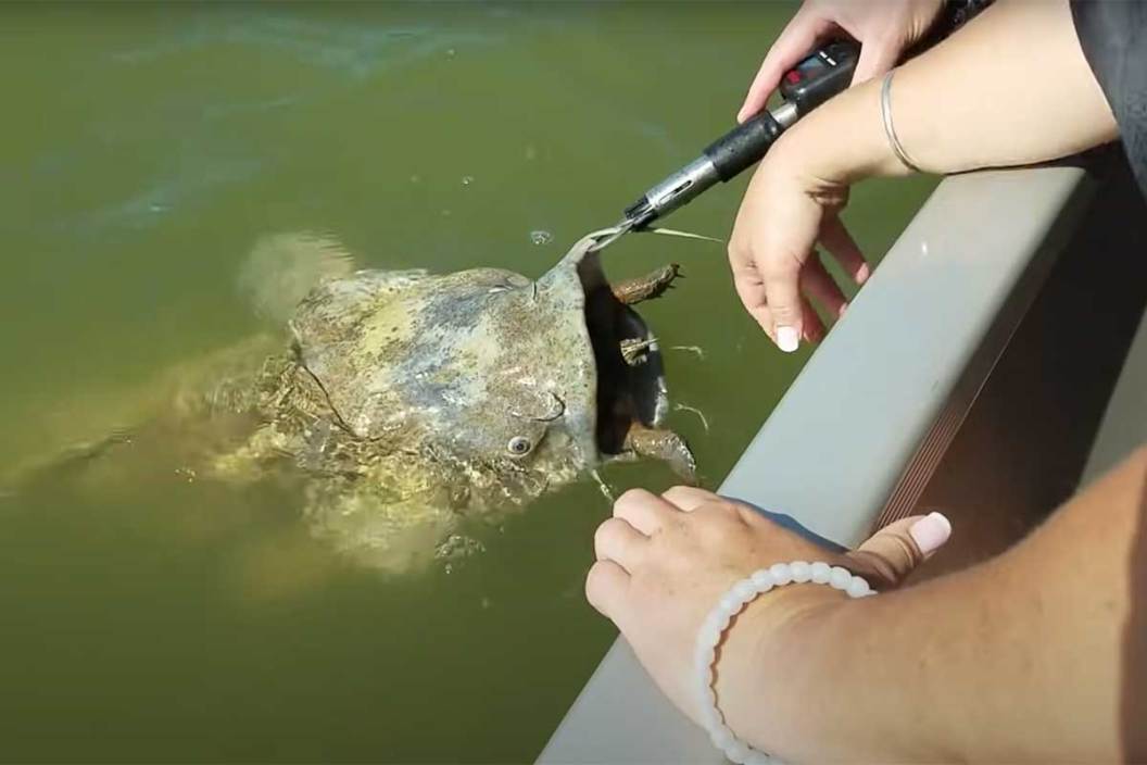 A Catfish Near A Fishing Boat With A Turtle In Its Mouth
