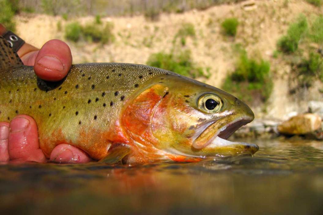 Yelowstone cutthroat trout caught in Wyoming