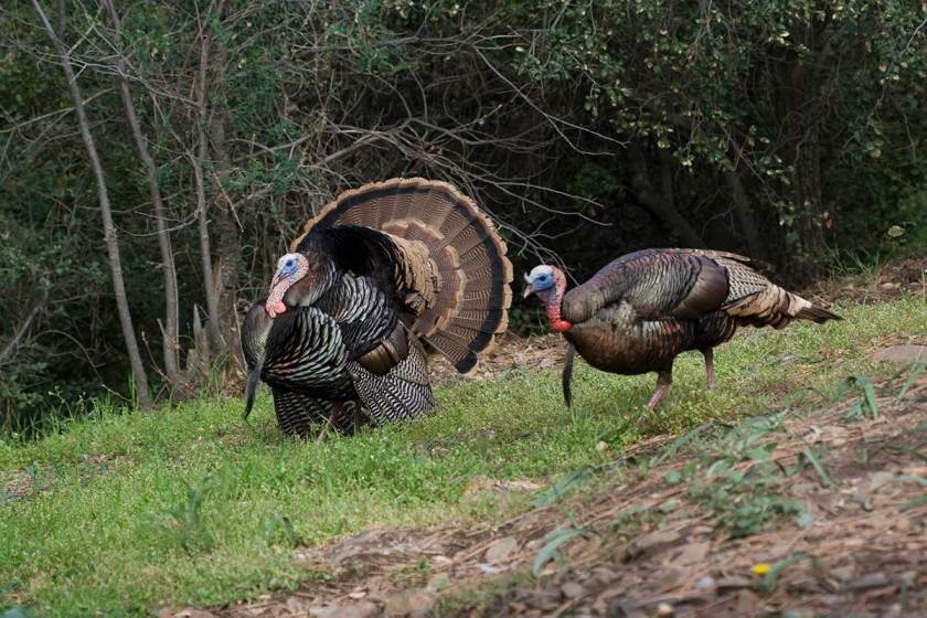 north american game animals