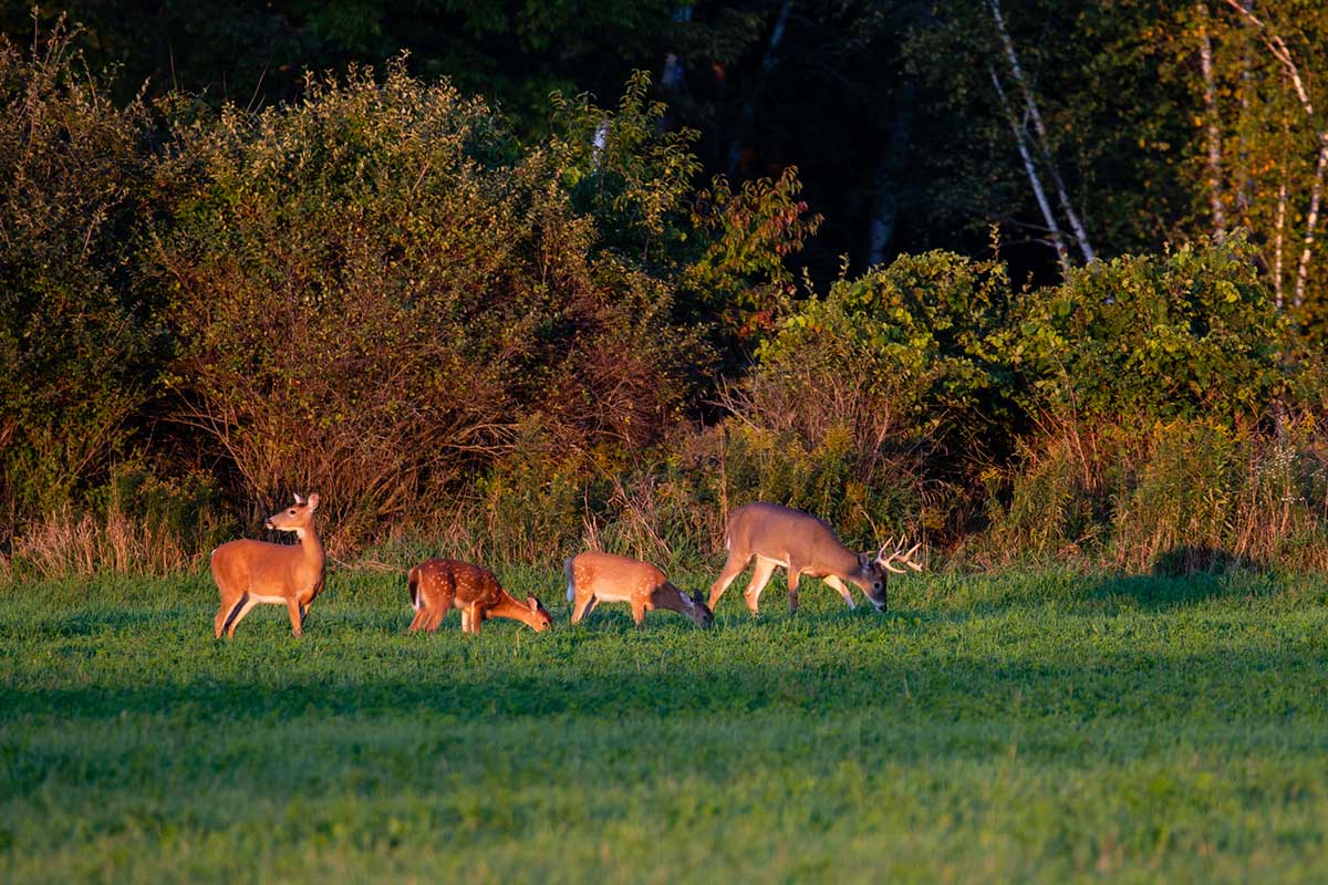 When To Plant Food Plots