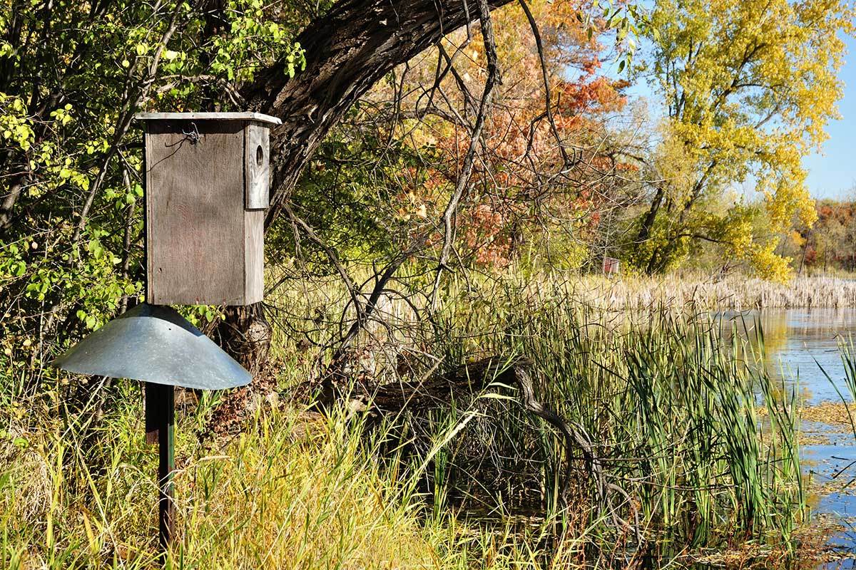 Duck Box Installation Hanging a Wood Duck Box is More Than Just Conservation - Wide Open Spaces