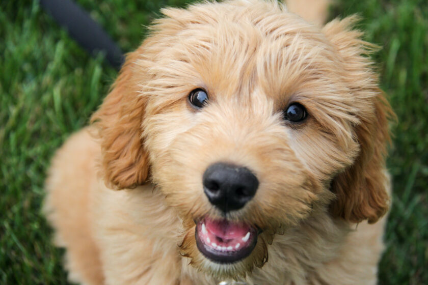 Multigen Goldendoodle