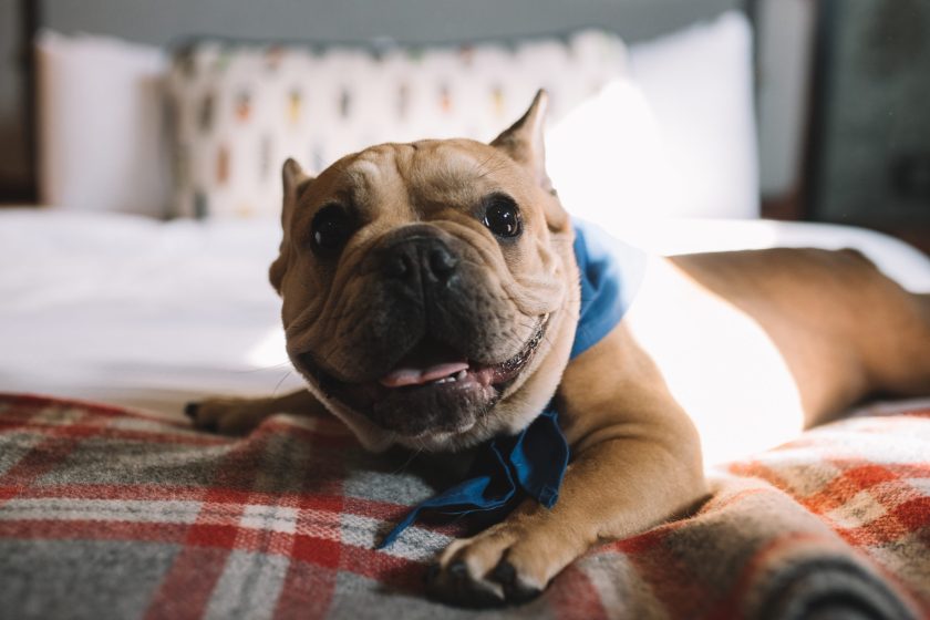 dog rests on bed in the hewing hotel