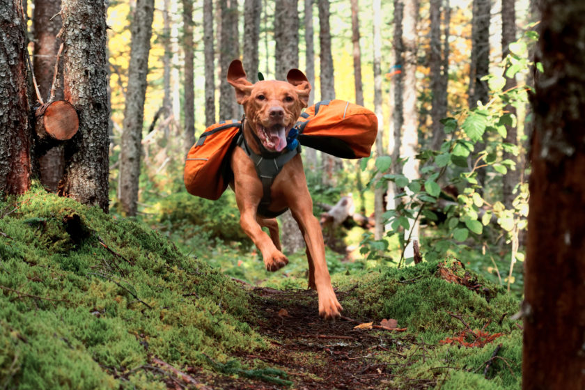 Vizsla running on trail with backpack on.