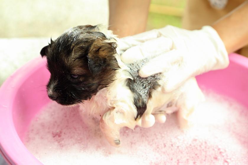 little puppy gets a bath 